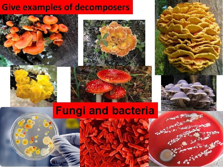 Give examples of decomposers Fungi and bacteria  Give examples of decomposers Fungi and bacteria