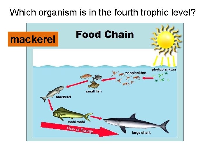 Which organism is in the fourth trophic level? mackerel  Which organism is in the fourth trophic level? mackerel