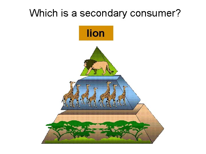 Which is a secondary consumer? lion  Which is a secondary consumer? lion