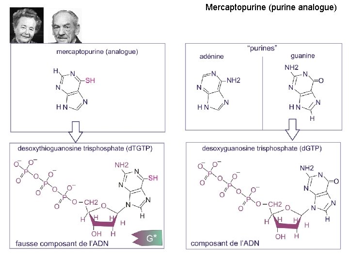 Mercaptopurine (purine analogue) 