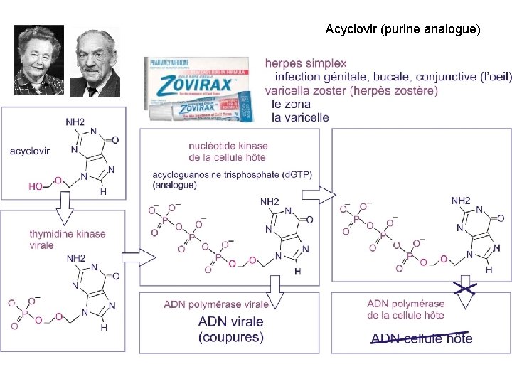 Acyclovir (purine analogue) 