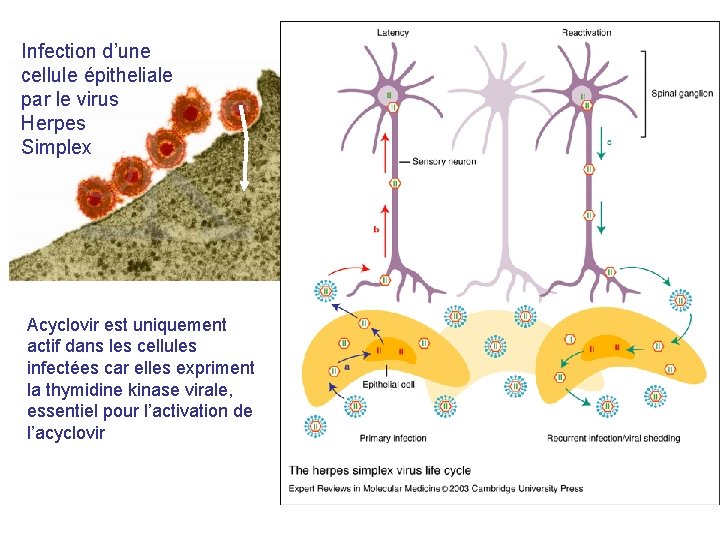 EXPLOITABLE DIFFERENCE Infection d’une cellule épitheliale par le virus Herpes Simplex Acyclovir est uniquement