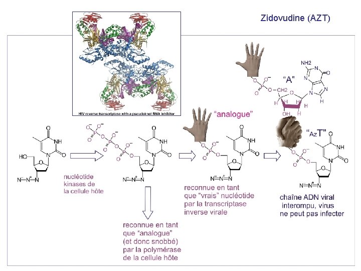 Zidovudine (AZT) 