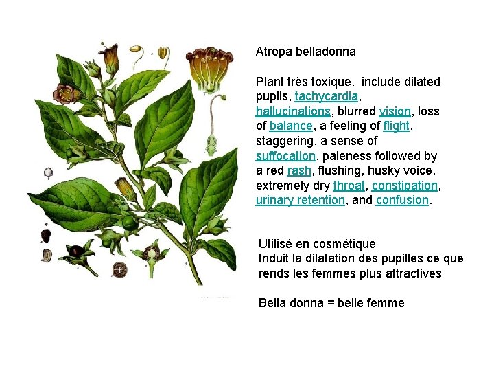 Atropa belladonna Plant très toxique. include dilated pupils, tachycardia, hallucinations, blurred vision, loss of
