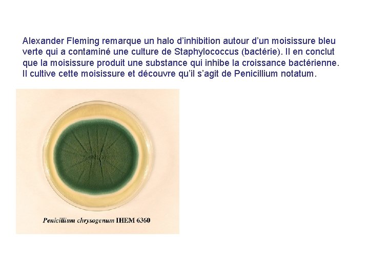 Alexander Fleming remarque un halo d’inhibition autour d’un moisissure bleu verte qui a contaminé