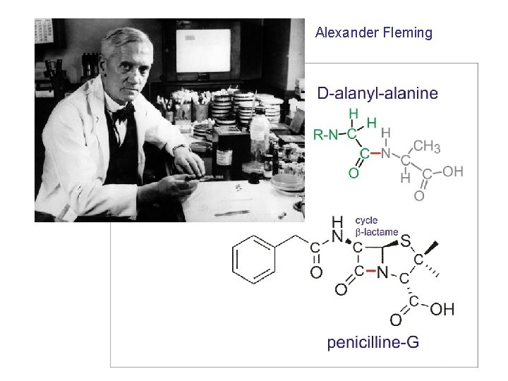 Alexander Fleming 