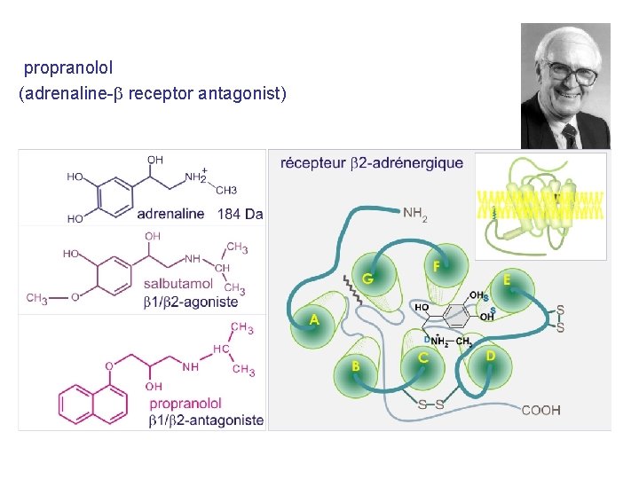 propranolol (adrenaline-b receptor antagonist) 
