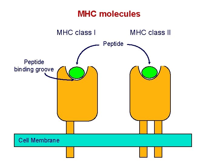 MHC molecules MHC class II Peptide binding groove Cell Membrane 