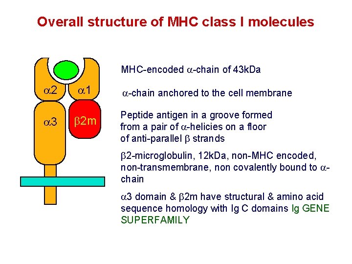 Overall structure of MHC class I molecules MHC-encoded -chain of 43 k. Da 2
