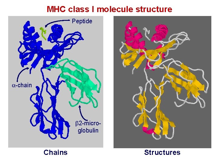 MHC class I molecule structure Peptide -chain 2 -microglobulin Chains Structures 