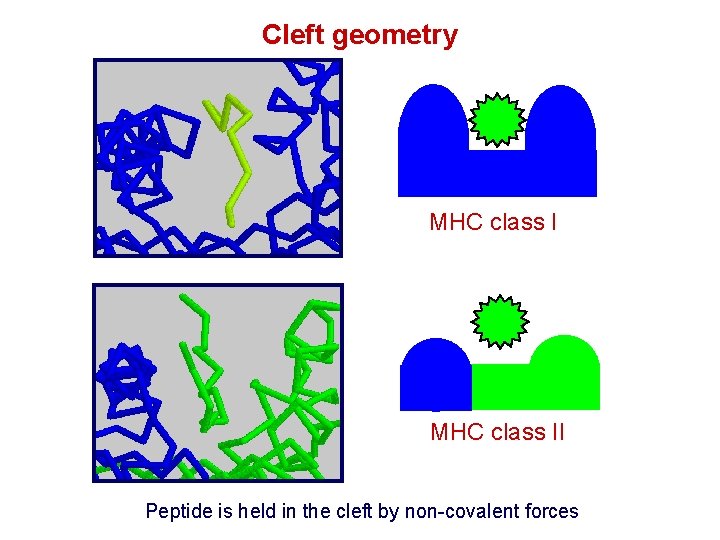 Cleft geometry MHC class II Peptide is held in the cleft by non-covalent forces