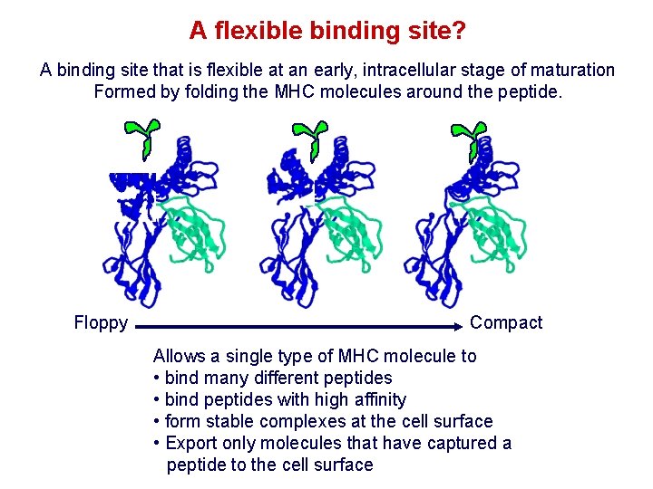A flexible binding site? A binding site that is flexible at an early, intracellular