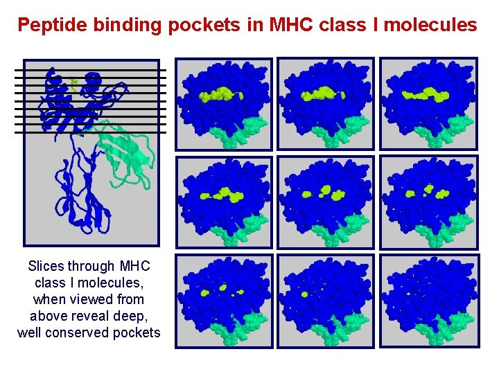 Peptide binding pockets in MHC class I molecules Slices through MHC class I molecules,