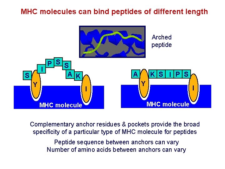 MHC molecules can bind peptides of different length Arched peptide P S S I