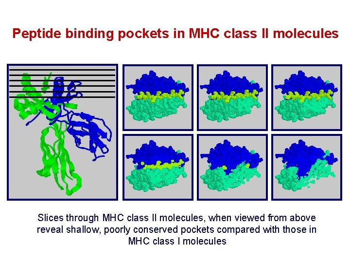 Peptide binding pockets in MHC class II molecules Slices through MHC class II molecules,