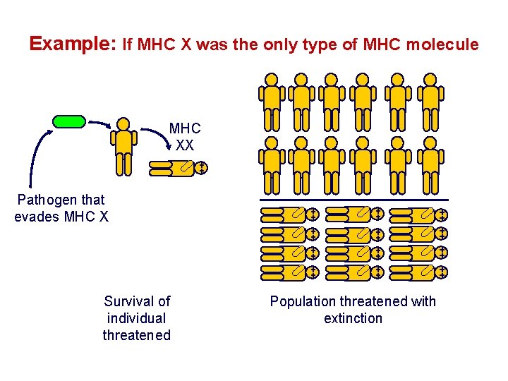 Example: If MHC X was the only type of MHC molecule MHC XX Pathogen