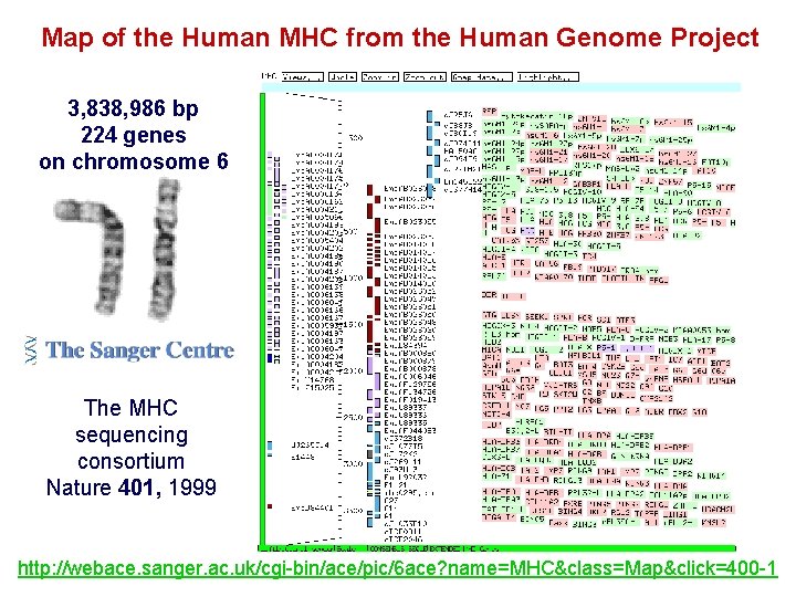 Map of the Human MHC from the Human Genome Project 3, 838, 986 bp