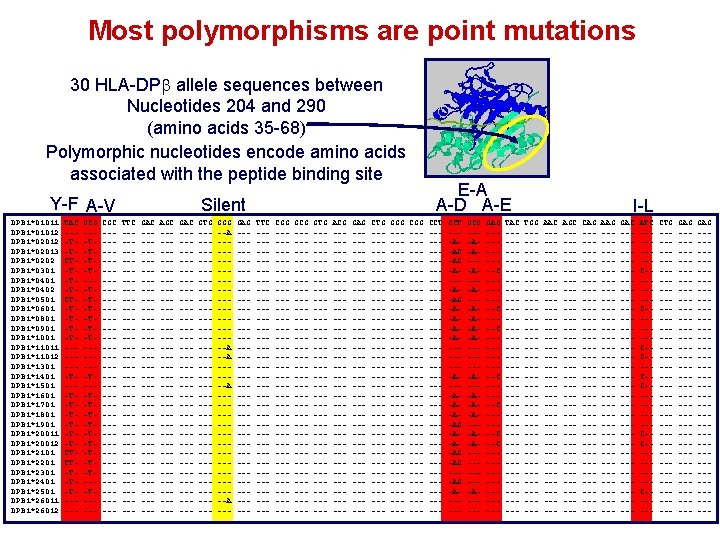 Most polymorphisms are point mutations 30 HLA-DP allele sequences between Nucleotides 204 and 290