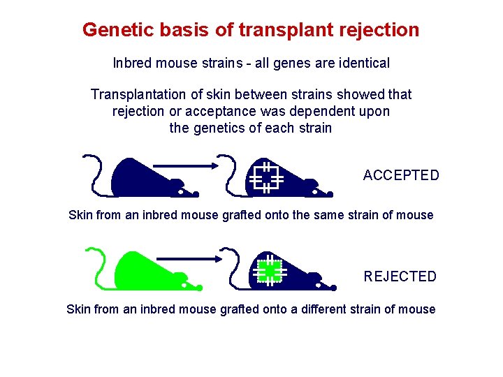 Genetic basis of transplant rejection Inbred mouse strains - all genes are identical Transplantation