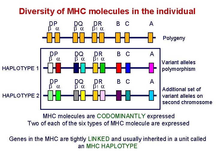 Diversity of MHC molecules in the individual DP DQ DR 1 B C A
