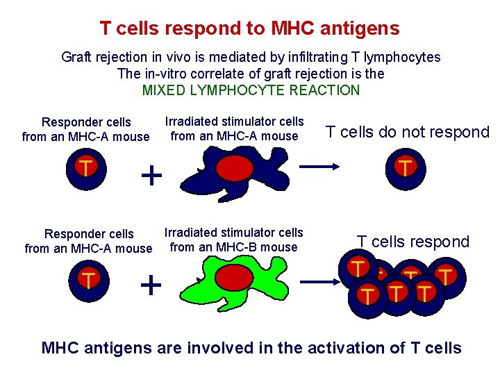 T cells respond to MHC antigens Graft rejection in vivo is mediated by infiltrating