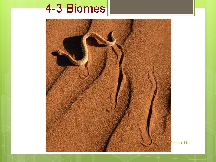 4 -3 Biomes Copyright Pearson Prentice Hall 