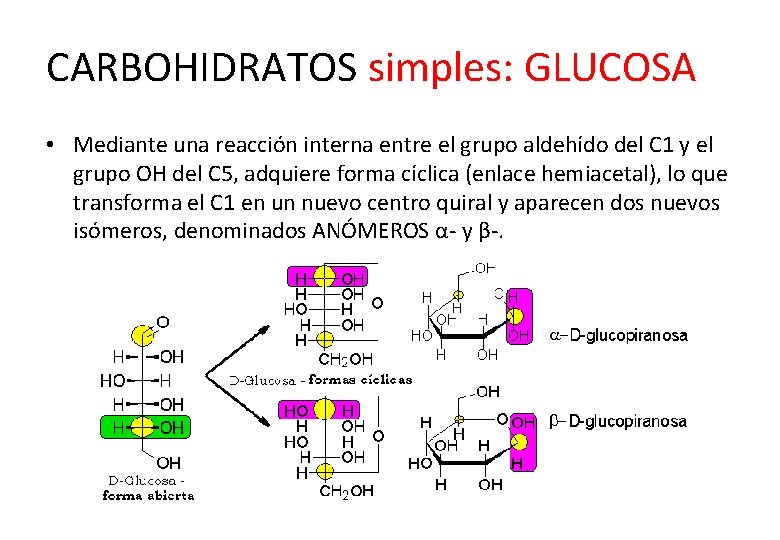 CARBOHIDRATOS simples: GLUCOSA • Mediante una reacción interna entre el grupo aldehído del C