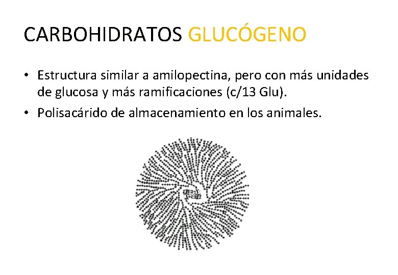 CARBOHIDRATOS GLUCÓGENO • Estructura similar a amilopectina, pero con más unidades de glucosa y