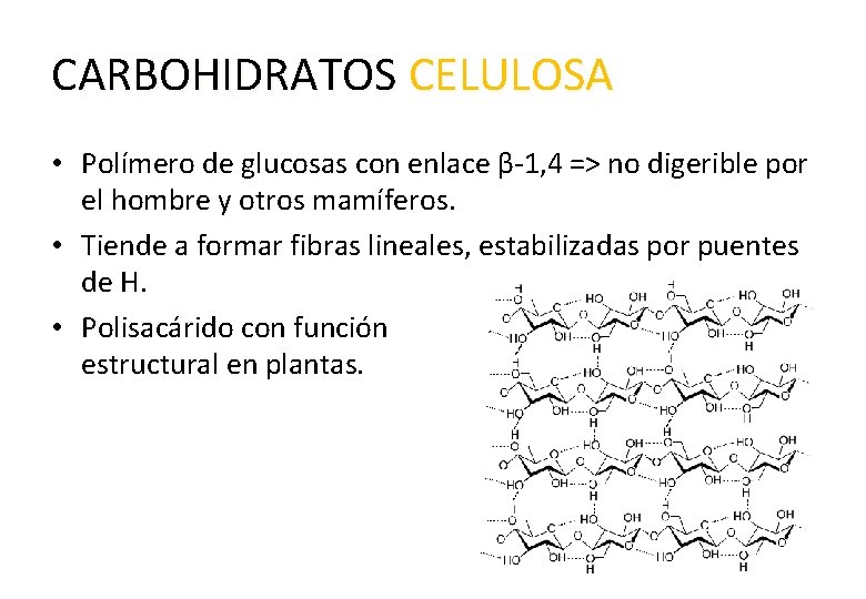 CARBOHIDRATOS CELULOSA • Polímero de glucosas con enlace β-1, 4 => no digerible por