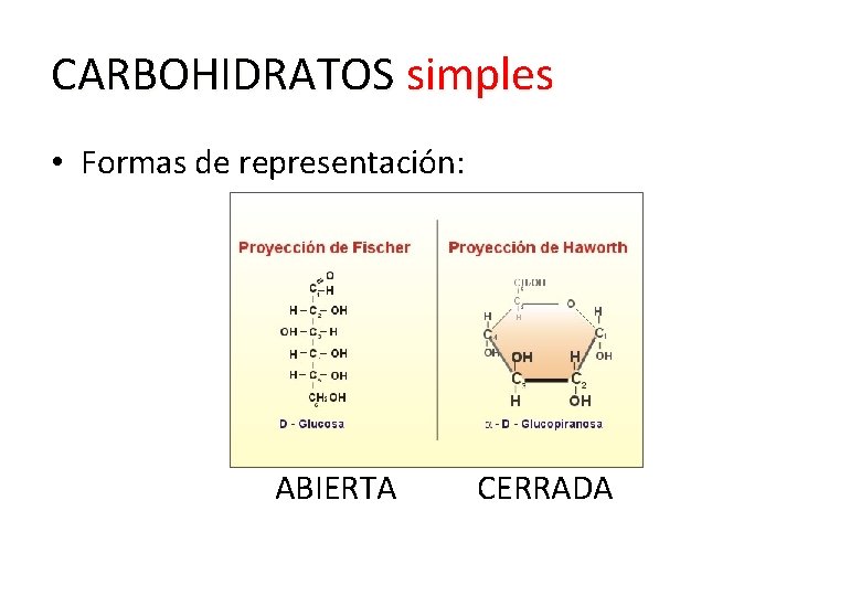 CARBOHIDRATOS simples • Formas de representación: ABIERTA CERRADA 