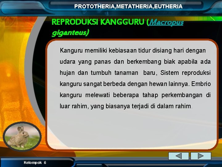 PROTOTHERIA, METATHERIA, EUTHERIA REPRODUKSI KANGGURU (Macropus giganteus) Kanguru memiliki kebiasaan tidur disiang hari dengan