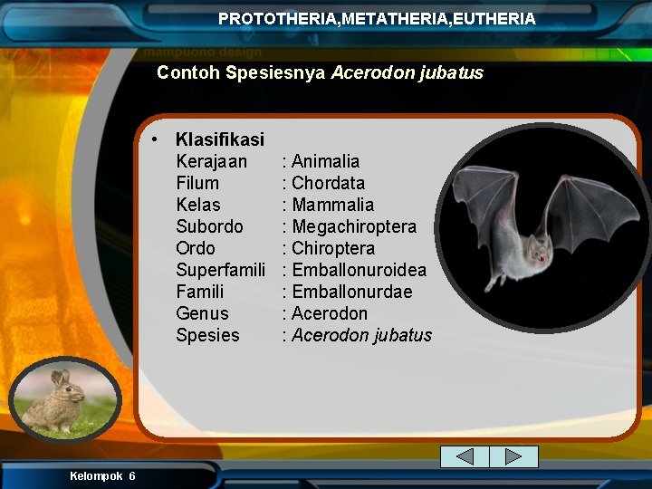 PROTOTHERIA, METATHERIA, EUTHERIA Contoh Spesiesnya Acerodon jubatus • Klasifikasi Kerajaan Filum Kelas Subordo Ordo