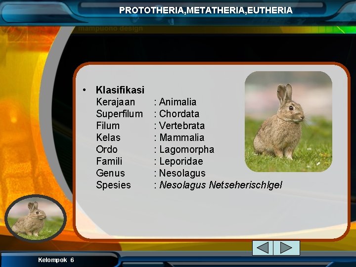 PROTOTHERIA, METATHERIA, EUTHERIA • Klasifikasi Kerajaan Superfilum Filum Kelas Ordo Famili Genus Spesies Kelompok