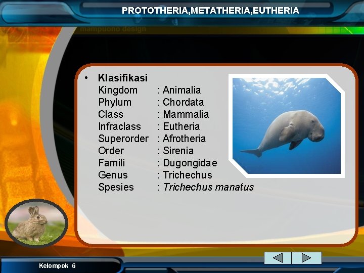 PROTOTHERIA, METATHERIA, EUTHERIA • Klasifikasi Kingdom Phylum Class Infraclass Superorder Order Famili Genus Spesies