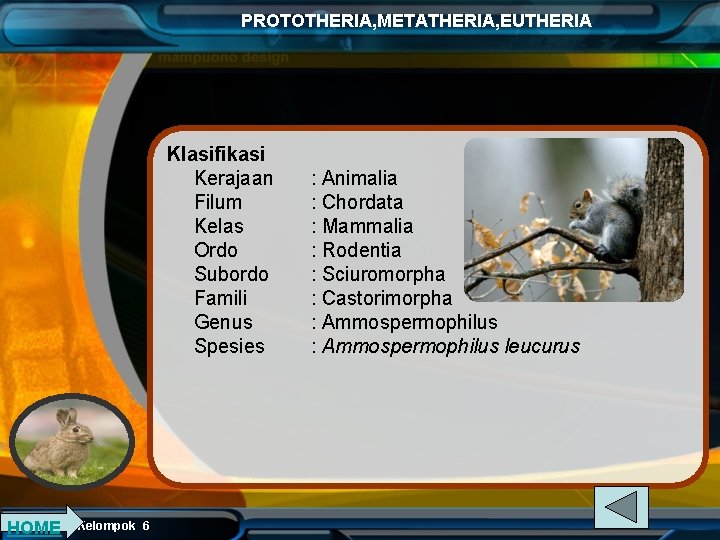PROTOTHERIA, METATHERIA, EUTHERIA Klasifikasi Kerajaan Filum Kelas Ordo Subordo Famili Genus Spesies HOME Kelompok