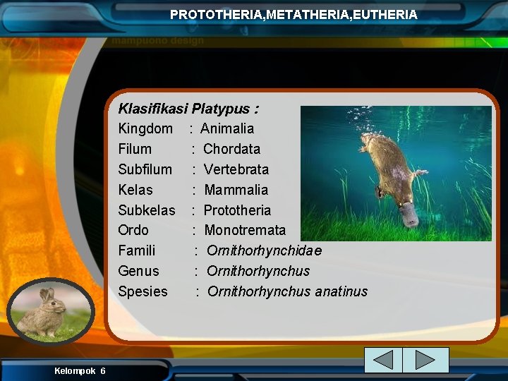 PROTOTHERIA, METATHERIA, EUTHERIA Klasifikasi Platypus : Kingdom : Animalia Filum : Chordata Subfilum :