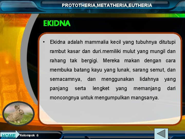 PROTOTHERIA, METATHERIA, EUTHERIA EKIDNA • Ekidna adalah mammalia kecil yang tubuhnya ditutupi rambut kasar