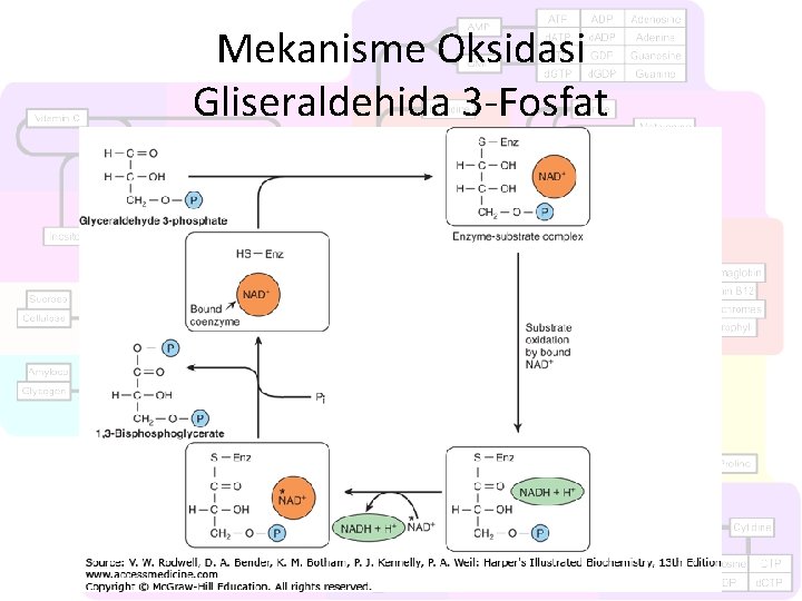 Mekanisme Oksidasi Gliseraldehida 3 -Fosfat 