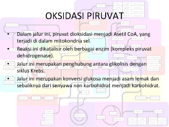 OKSIDASI PIRUVAT • • Dalam jalur ini, piruvat dioksidasi menjadi Asetil Co. A, yang