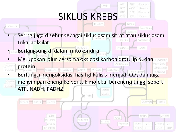 SIKLUS KREBS • • Sering juga disebut sebagai siklus asam sitrat atau siklus asam