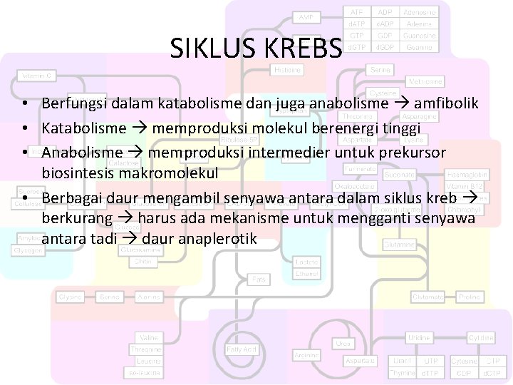 SIKLUS KREBS • Berfungsi dalam katabolisme dan juga anabolisme amfibolik • Katabolisme memproduksi molekul