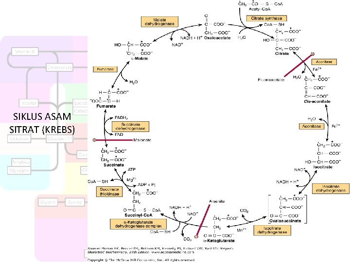 SIKLUS ASAM SITRAT (KREBS) 