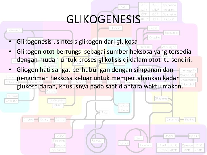 GLIKOGENESIS • Glikogenesis : sintesis glikogen dari glukosa • Glikogen otot berfungsi sebagai sumber