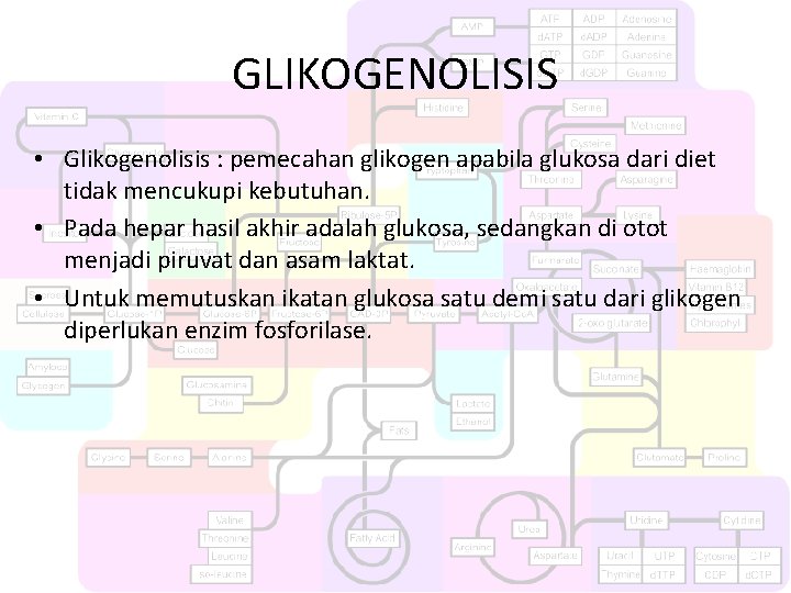 GLIKOGENOLISIS • Glikogenolisis : pemecahan glikogen apabila glukosa dari diet tidak mencukupi kebutuhan. •