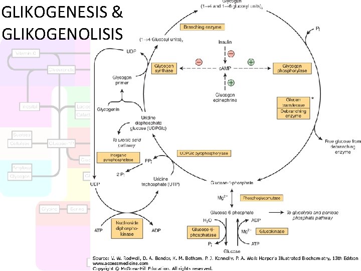 GLIKOGENESIS & GLIKOGENOLISIS 