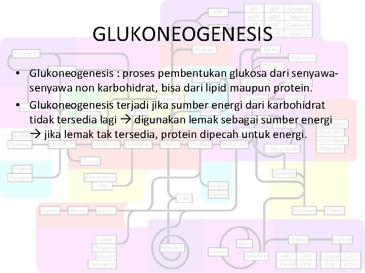 GLUKONEOGENESIS • Glukoneogenesis : proses pembentukan glukosa dari senyawa non karbohidrat, bisa dari lipid