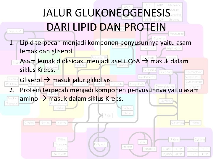 JALUR GLUKONEOGENESIS DARI LIPID DAN PROTEIN 1. Lipid terpecah menjadi komponen penyusunnya yaitu asam