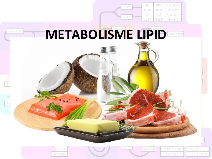 METABOLISME LIPID 