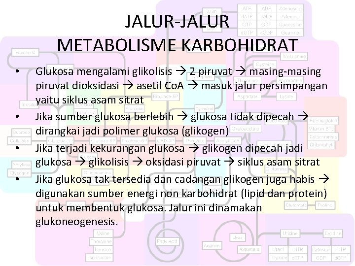 JALUR-JALUR METABOLISME KARBOHIDRAT • • Glukosa mengalami glikolisis 2 piruvat masing-masing piruvat dioksidasi asetil