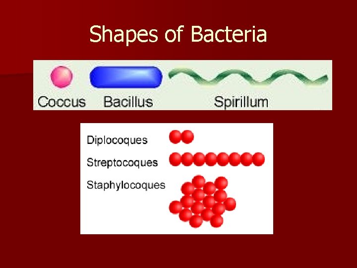 Shapes of Bacteria 